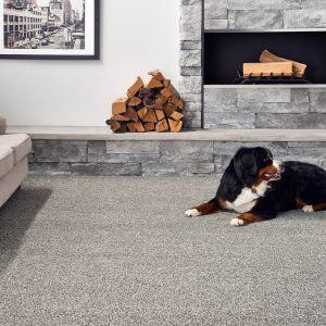 Pet friendly Carpet | Carpets by Direct