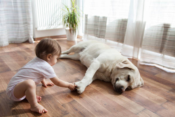 Kid playing with dog | Carpets by Direct